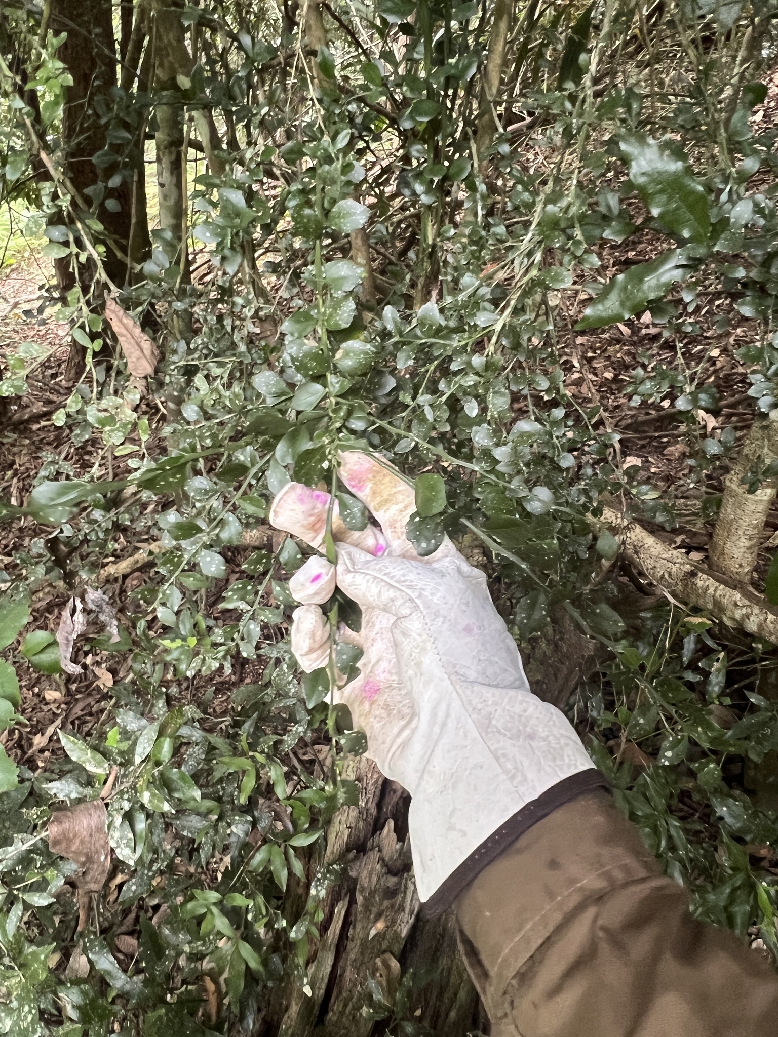 Imagem de Finger lime
