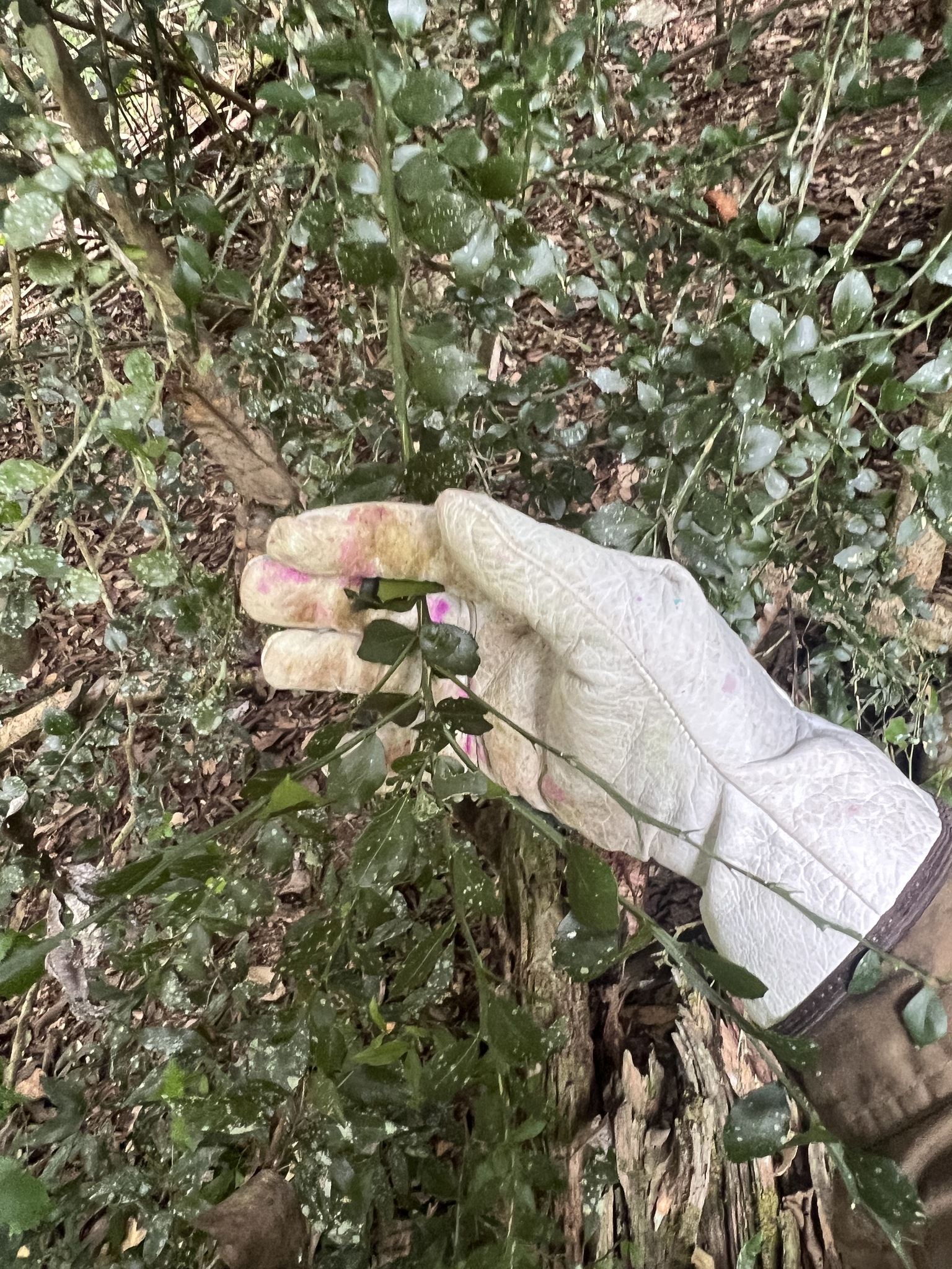 Imagem de Finger lime