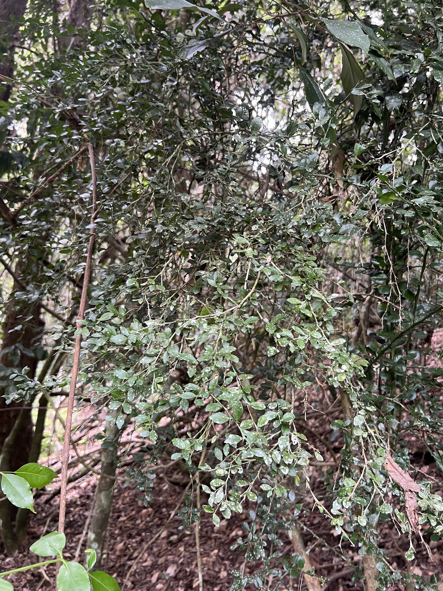 Imagem de Finger lime