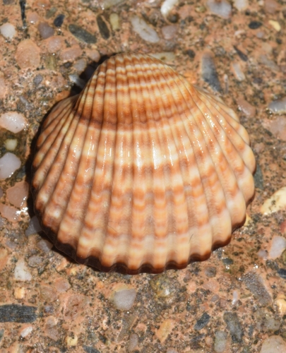 Rough Cockle