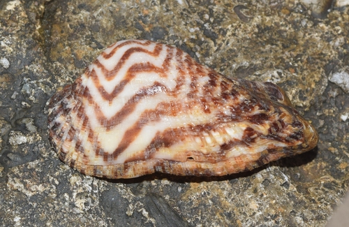 Noah's Ark shell