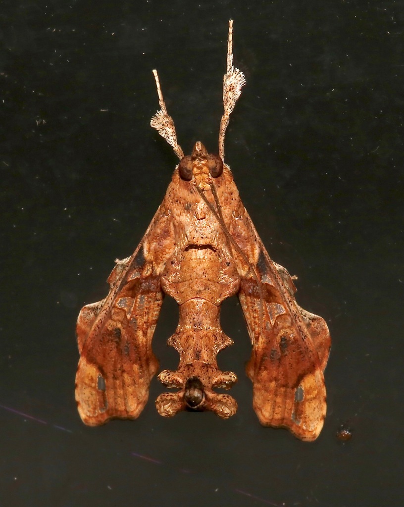 Erythrina borer