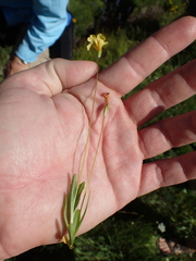 Erythranthe linearifolia