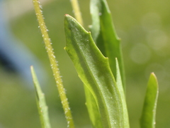 Erythranthe linearifolia