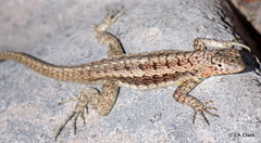 Microlophus barringtonensis