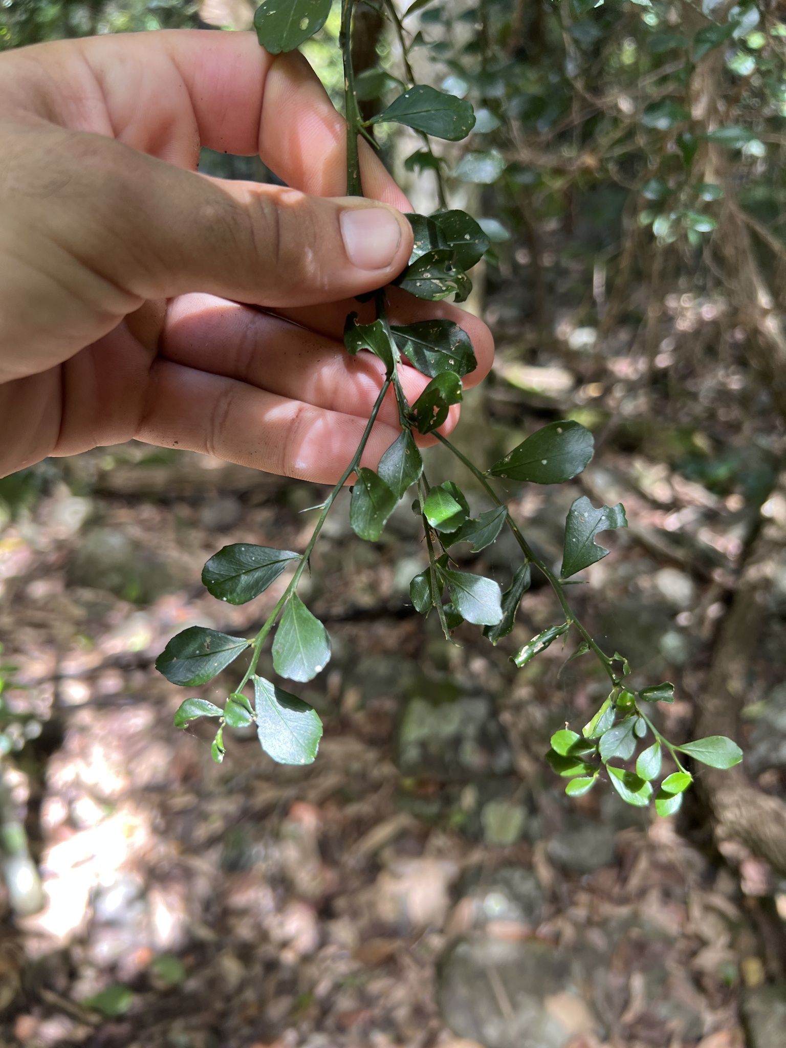 Imagem de Finger lime