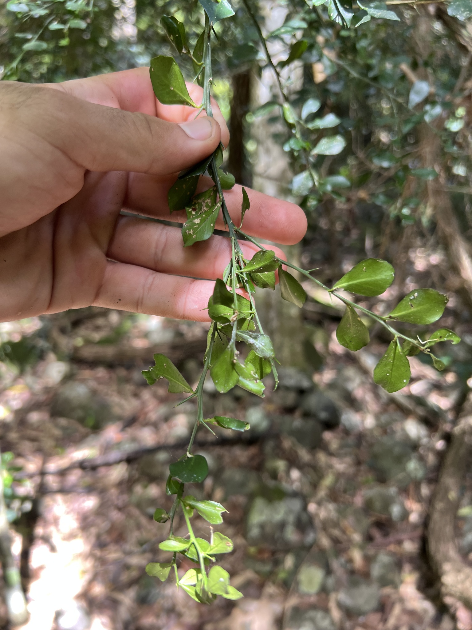 Imagem de Finger lime