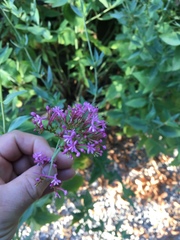 Centranthus