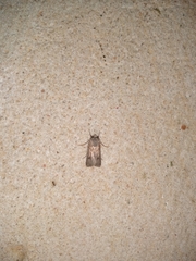 Agrotis segetum