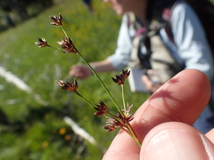 Juncus nevadensis