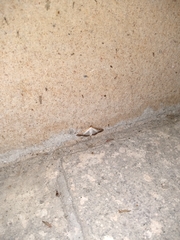 Cydalima perspectalis