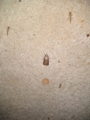 Agrotis segetum