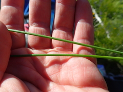 Juncus nevadensis