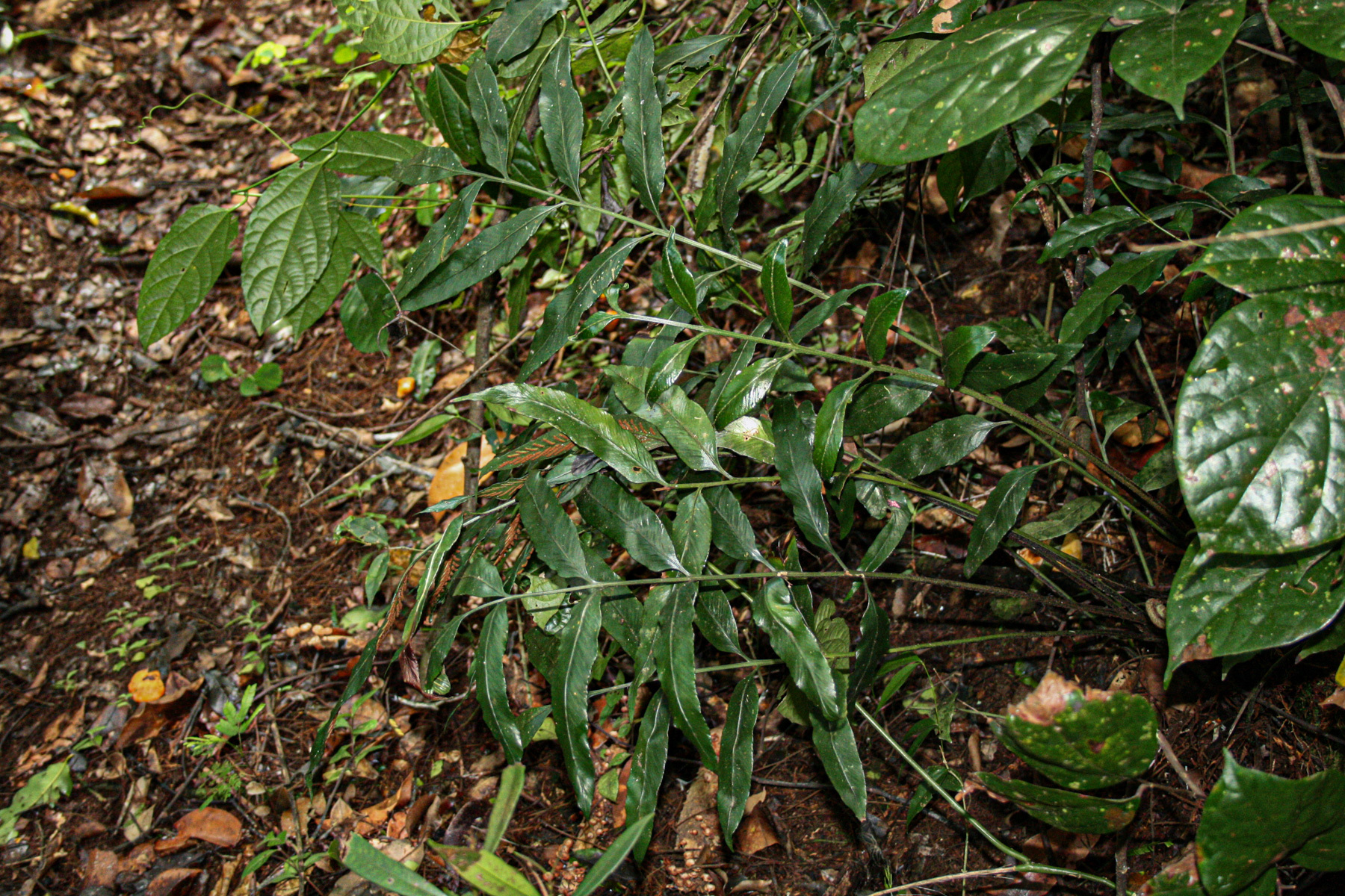 Asplenium ceii Pic.Serm. 2