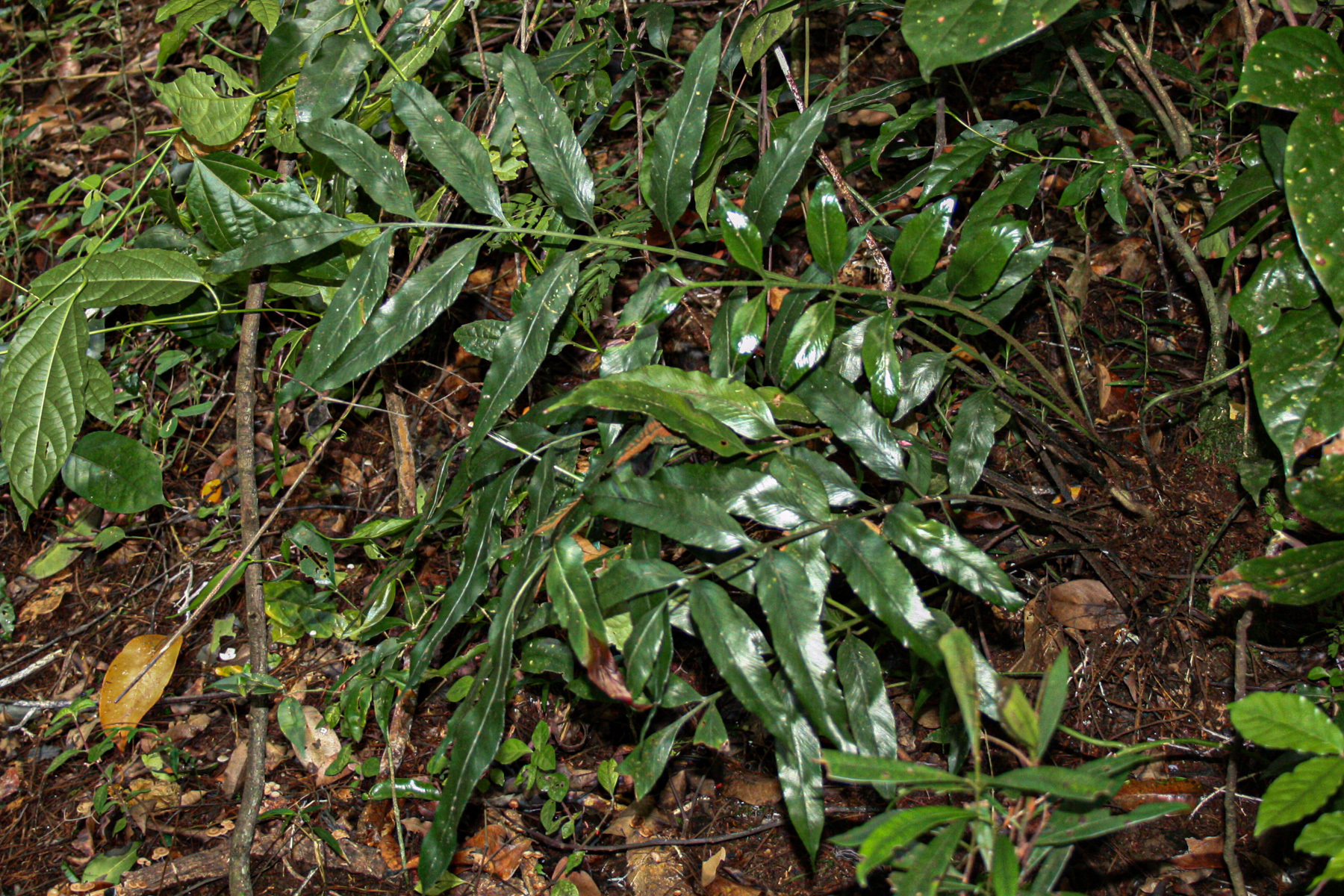 Asplenium ceii Pic.Serm.