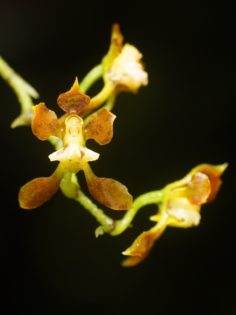 Cyrtochilum scabiosum
