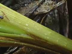 Carex nebrascensis