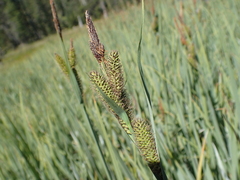 Carex nebrascensis