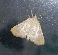 Glaphyria sesquistrialis