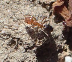 Dorymyrmex bicolor