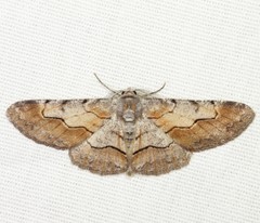 Stenoporpia macdunnoughi