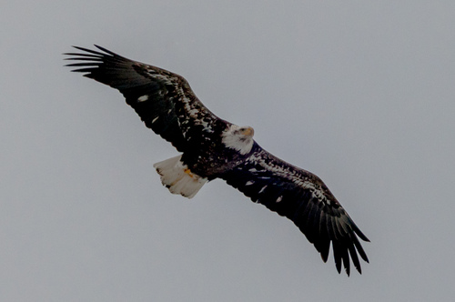 Bald Eagle photographed in Vermont