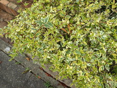 Abelia × grandiflora