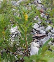 Chamaecrista nictitans aspera