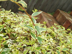 Abelia × grandiflora