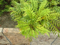 Berberis eurybracteata