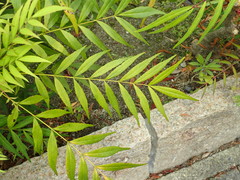 Berberis eurybracteata