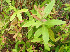 Hypericum monogynum