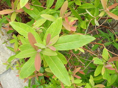 Hypericum monogynum
