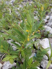 Chamaecrista nictitans aspera