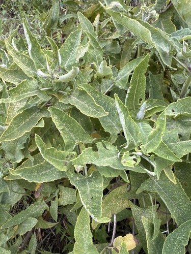 Foto de Sálvia-das-Canárias
