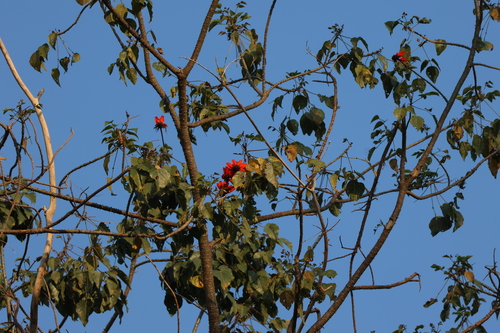 Erythrina subumbrans observed 2025-02-17