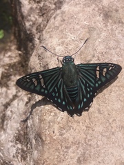 Phocides urania urania