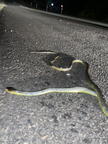 Common Tree Snake sighting
