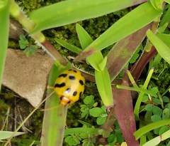 Oides coccinelloides