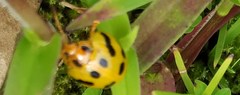 Oides coccinelloides