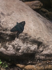 Phocides urania urania
