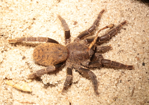 Brachionopus robustus