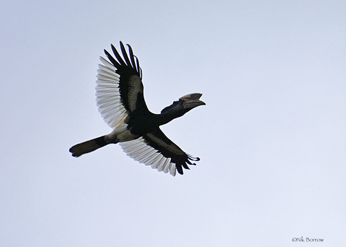 Black-and-white-casqued Hornbill