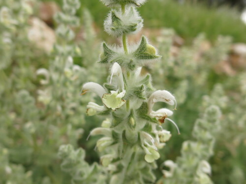 Salvia dominica, photograph 5