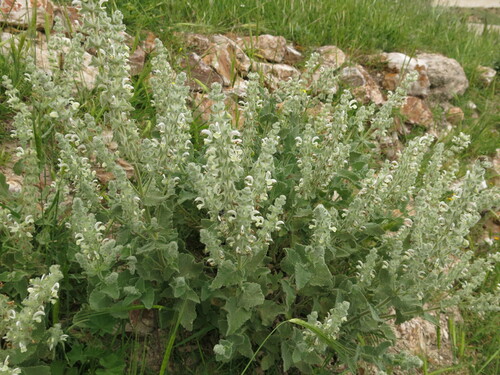 Image of Salvia dominica by (c) Nachman bones, some rights reserved (CC BY)