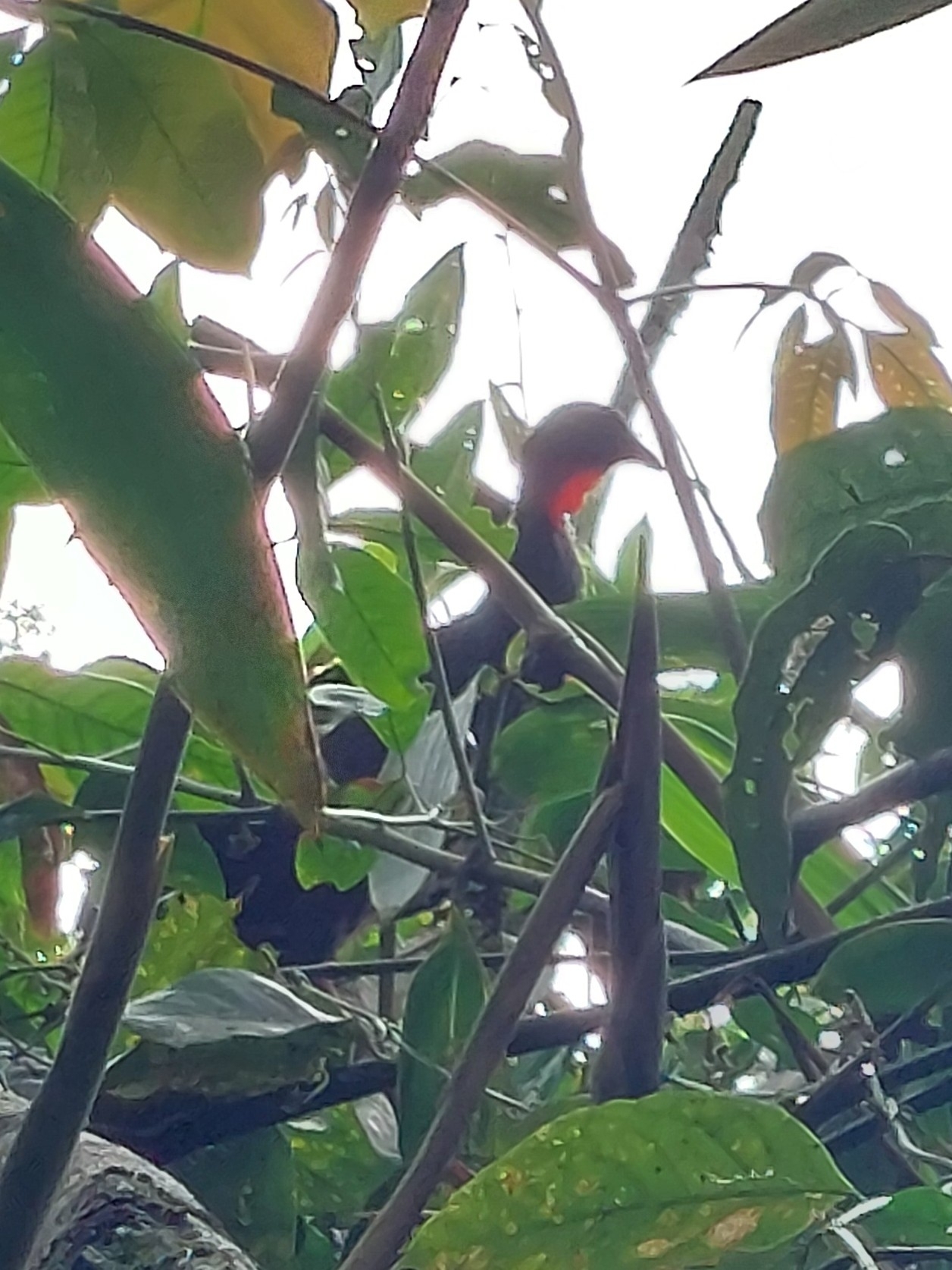 Cauca Guan (Penelope perspicax), photo 6