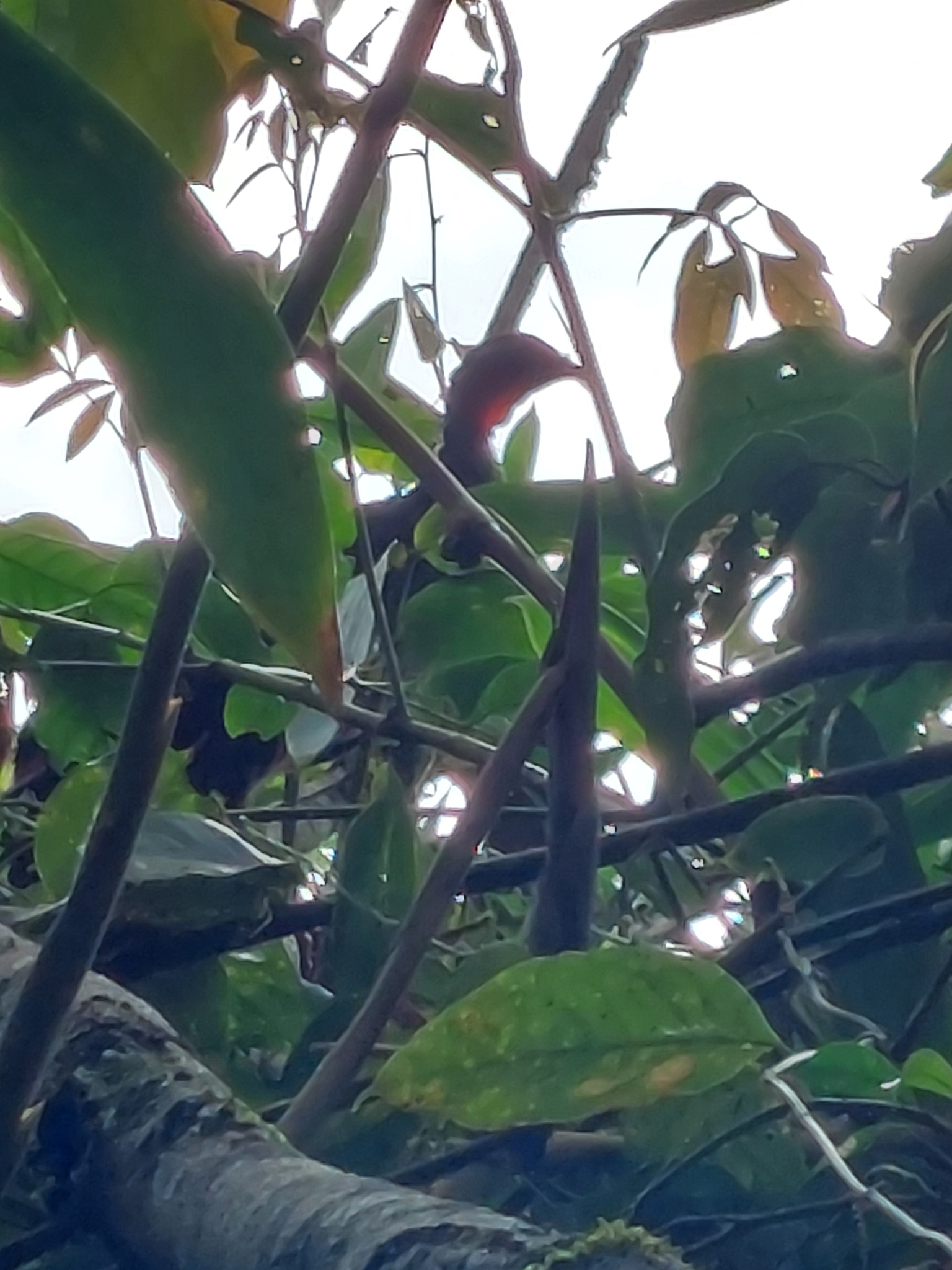 Cauca Guan (Penelope perspicax), photo 7