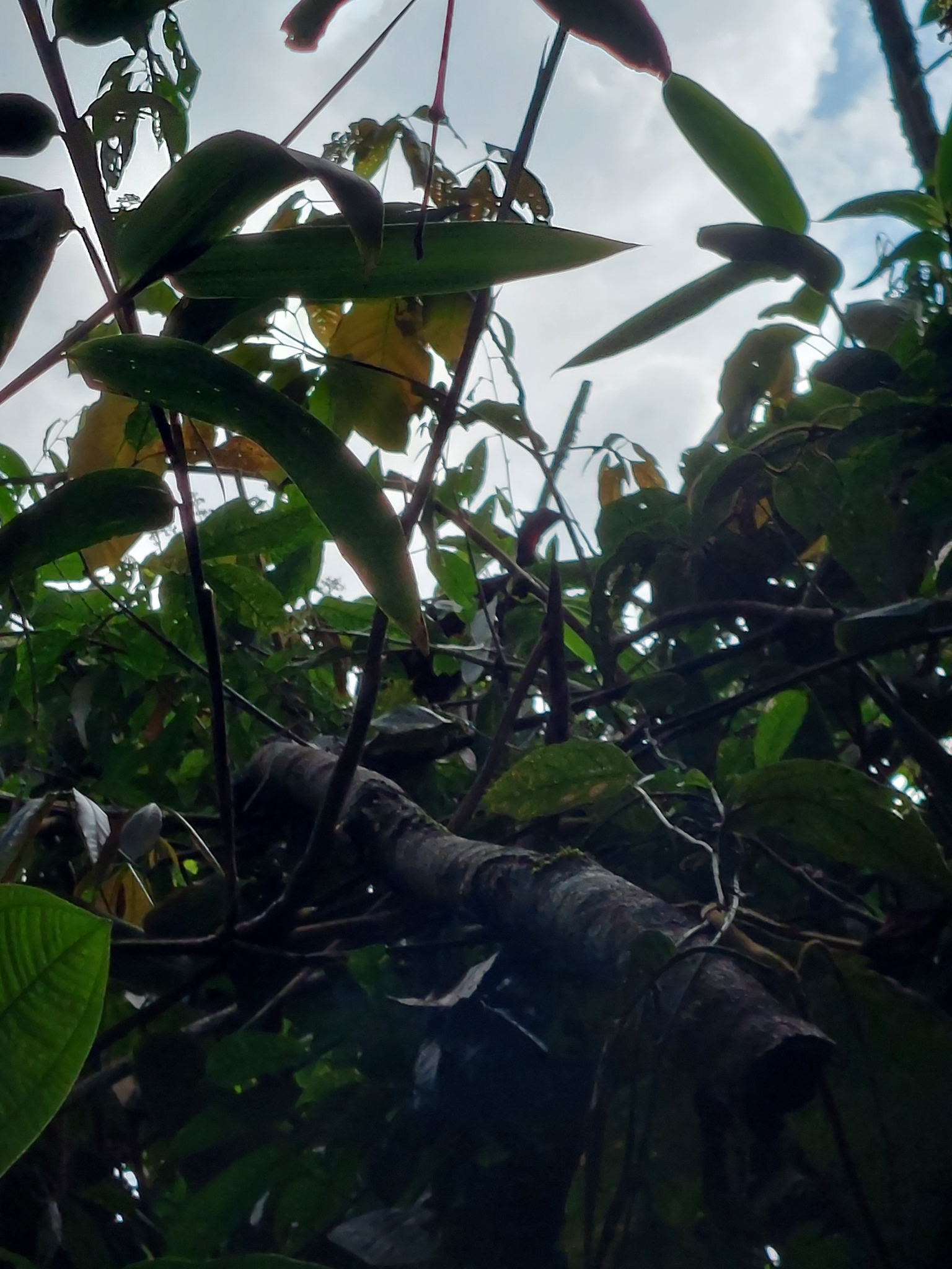 Cauca Guan (Penelope perspicax), photo 8