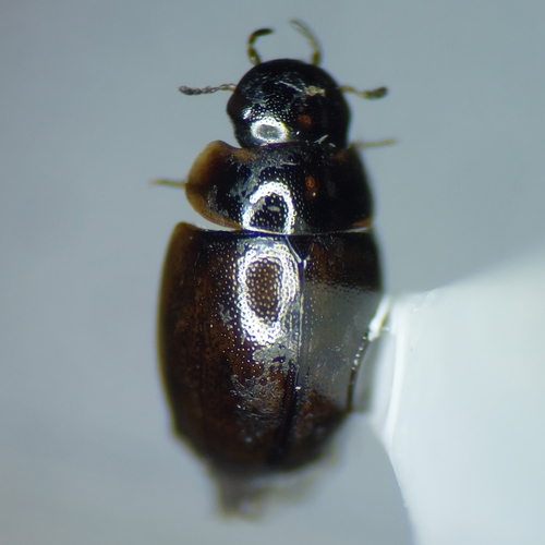 Anacaena lutescens