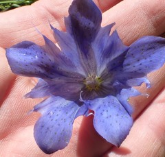 Gentiana newberryi newberryi